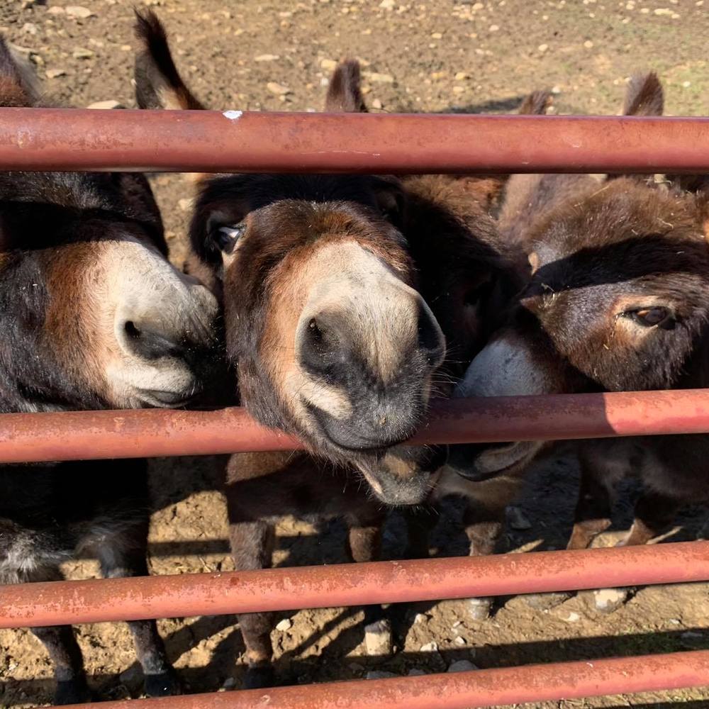 Meet your Posher, Barbie